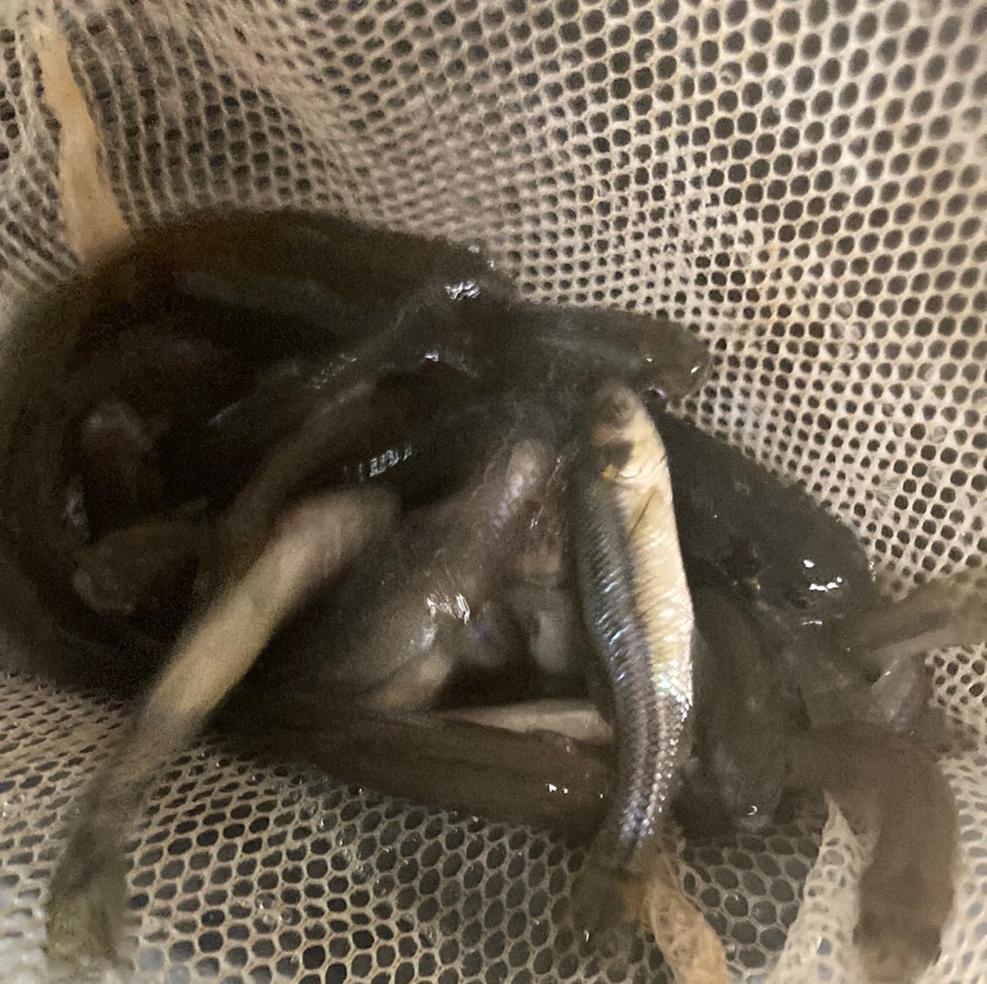 Dozen Fat Head Minnows