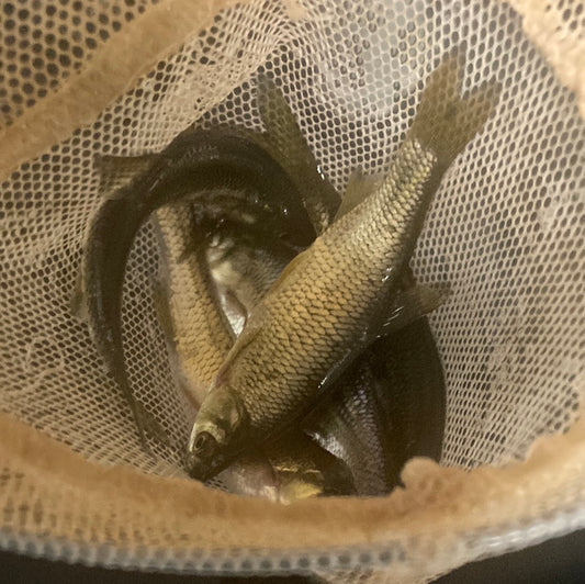 Dozen walleye / pike minnow